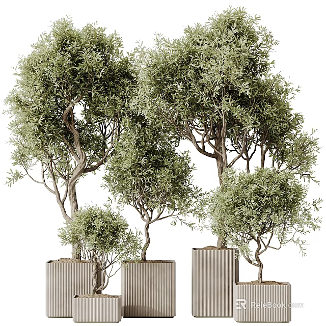 Multiple Green Leafy Bonsai Potted Plants With Slender Trunks In Square Planters 3d model 