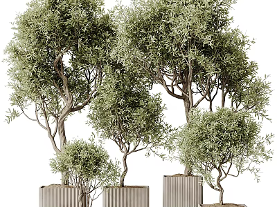 Multiple Green Leafy Bonsai Potted Plants With Slender Trunks In Square Planters 3d model