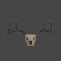 Detailed Deer Skull with Intricate Antlers and Natural Bone Texture