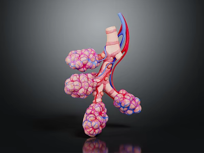 Detailed 3D Anatomical Organ Model With Vascular Structure For Medical Teaching 3d model