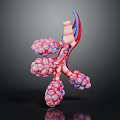 Detailed 3D Anatomical Organ Model With Vascular Structure For Medical Teaching