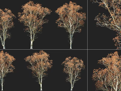 Birch Trees With Golden Autumn Foliage And White Trunks In Multiple Views 3d model