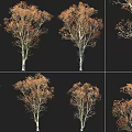 Birch Trees With Golden Autumn Foliage And White Trunks In Multiple Views