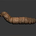 Brown Long Segmented Caterpillar on Dark Gray Background with Reflection 3d model