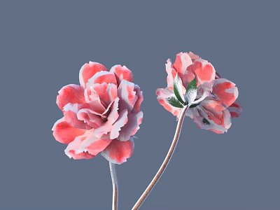 Two Pink Flowers in Vase with Green Leaves Slender Stems and Gray Background 3d model