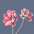 Two Pink Flowers in Vase with Green Leaves Slender Stems and Gray Background