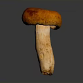 Fresh Edible Mushroom With Red Brown Cap And Light Beige Stem On Dark Glossy Surface