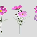 Pink and Purple Cosmos Flowers with Blooming Blooms Buds Green Stems and Fern Leaves