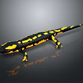 Black and Yellow Spotted Reptile on Smooth Reflective Surface Close Up View