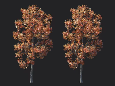 Two Deciduous Trees With Vibrant Orange Yellow Autumn Foliage on Black Background 3d model