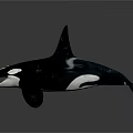 Black And White Orca Whale With Open Mouth And Dorsal Fin Swimming Posture