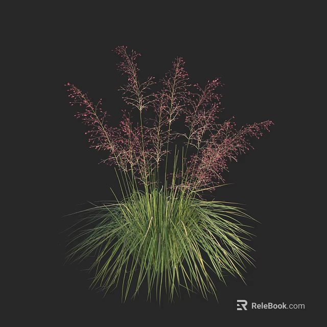Ornamental Grass with Green Long Leaves and Pink Slender Spikelets Against Black Background 3d model 