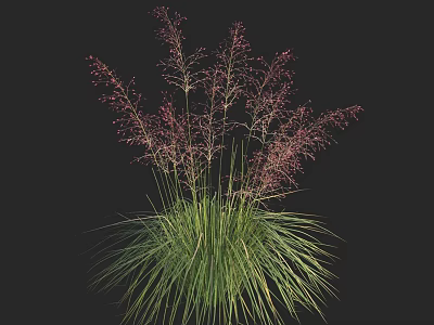 Ornamental Grass with Green Long Leaves and Pink Slender Spikelets Against Black Background 3d model