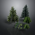 Diverse Green Plants Including Tall Pine Trees and Small Lush Foliage of Various Sizes