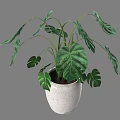 Green Monstera Potted Plant With Large Textured Leaves In White Ceramic Pot