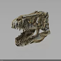 Detailed View Of Dinosaur Skull With Organ Structures And Hair Remnants