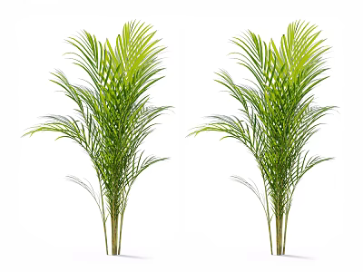Two Green Palm Trees With Lush Foliage On White Background 3d model