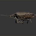 Modern Heteroptera Insect Bug Animal 3d model