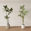 Elegant Indoor Potted Bonsai Plants With Green Leaves And White Planters On Wooden Floor