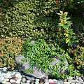 Lush Living Plant Wall With Green Vines Bushes And Decorative Pebble Border