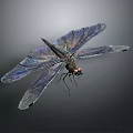 Detailed View Of Dragonfly With Iridescent Purple Blue Wings On Dark Background