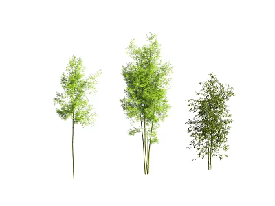 Different Varieties of Bamboo Plants With Green Leaves and Slender Stems 3d model