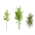 Different Varieties of Bamboo Plants With Green Leaves and Slender Stems