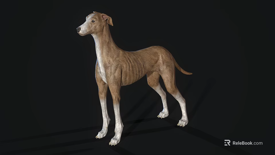 Brown And White Reptile Lizard Standing On Black Background In Studio 3d model 