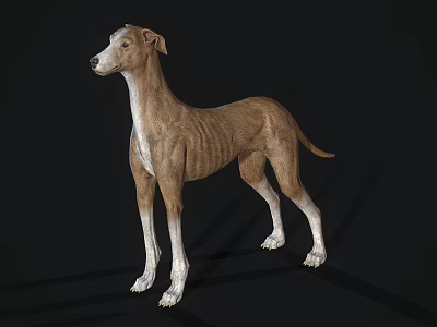 Brown And White Reptile Lizard Standing On Black Background In Studio 3d model