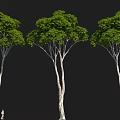 Three Arbor Trees With Green Foliage White Trunks Small Figure On Black Background 3d model