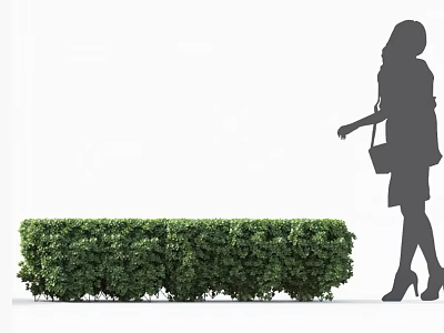 Silhouette of a Woman Walking Beside a Green Leafy Hedge in Outdoor Setting 3d model