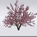 Beautiful Pink Flowering Tree With Lush Green Foliage And Abundant Vibrant Blooms