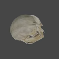 Primate Skull Anatomical Structure With Prominent Canine Teeth And Facial Features