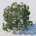 Tall Arbor With Person Under And Shadow On Paved Ground 3d model