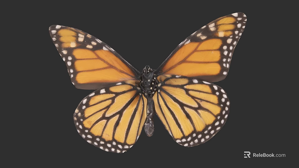 Vibrant Monarch Butterfly With Orange Black Wings And White Spots On Dark Background 3d model 