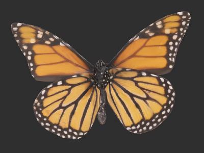 Vibrant Monarch Butterfly With Orange Black Wings And White Spots On Dark Background 3d model