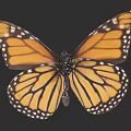 Vibrant Monarch Butterfly With Orange Black Wings And White Spots On Dark Background