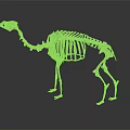 Camel Skeleton Anatomical Structure Display On Dark Background With Detailed Bones 3d model