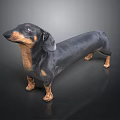 Black and Brown Dachshund Standing on Black Background With Realistic Rendering