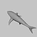 Gray Great White Shark 3D Render Swimming With Open Mouth in Dark