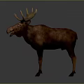 Majestic Moose With Large Antlers And Thick Brown Fur Standing On Gray Background
