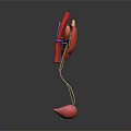 Detailed 3D Anatomical Model of Human Organs Kidneys Ureters and Bladder Structure
