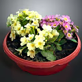 Vibrant Yellow and Purple Flowers in Red Pot with Lush Green Leaves