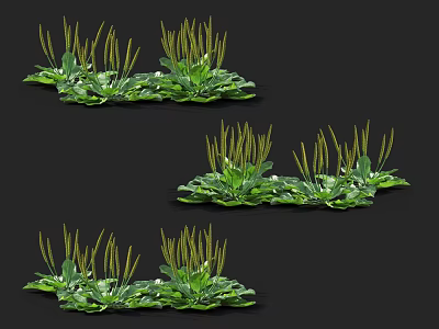 Lush Green Herbaceous Plants With Long Leaves And Slender Stems In Clusters 3d model