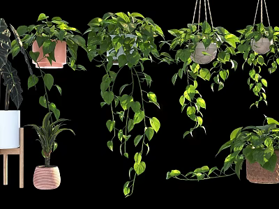 Bonsai Potted Plants With Hanging Green Leaves And Various Decorative Pots 3d model