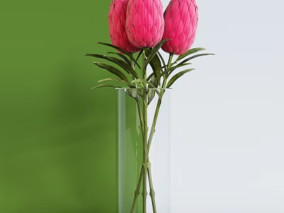 Pink Protea Flowers In Transparent Glass Vase With Green And White Background 3d model
