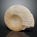 Ammonite Fossil With Spiral Shape And Textured Surface On Dark Background