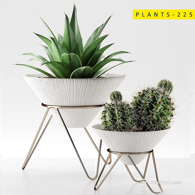 Potted Succulent And Cactus Plants In White Textured Pots With Gold Metal Stands 3d model 