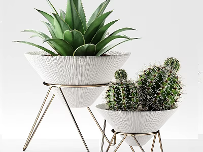 Potted Succulent And Cactus Plants In White Textured Pots With Gold Metal Stands 3d model