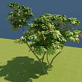 Lush Green Arbor With Dense Foliage Small Fruits Green Grassland And Blue Sky Background
